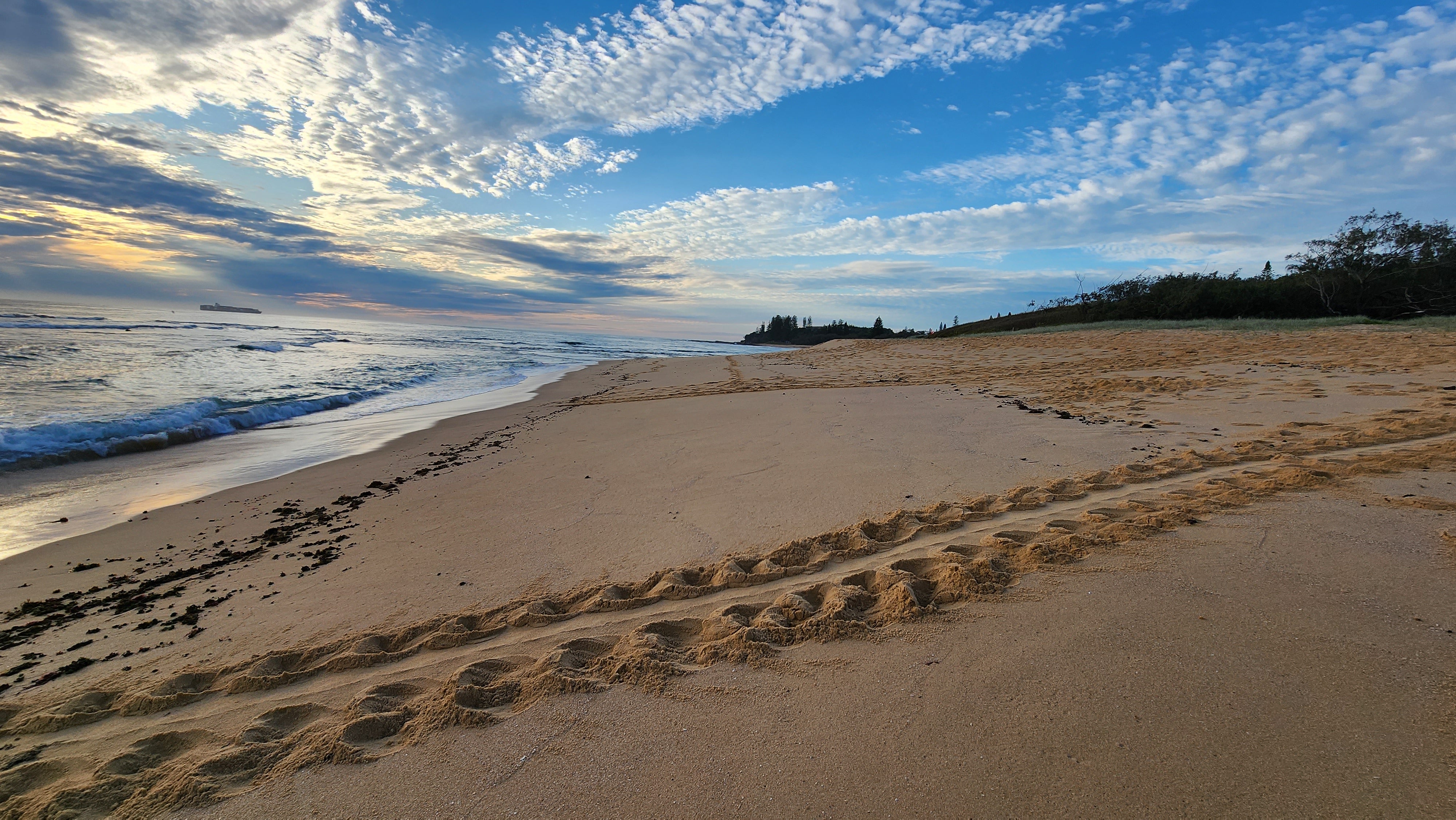 Images shows the ocean on the left with turtle tracks leading up the beach to the dunes.