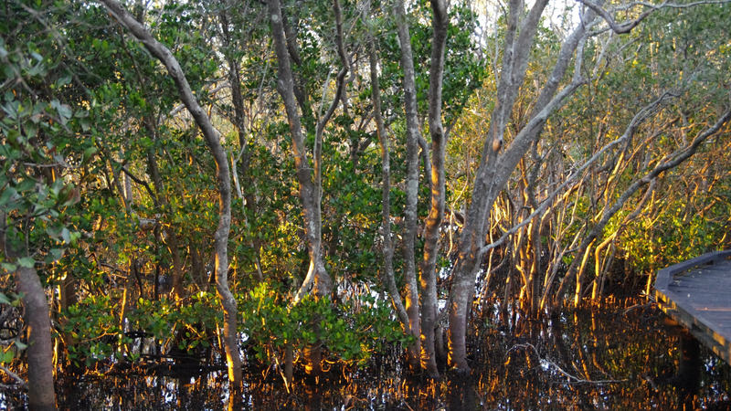 Mangrove forest