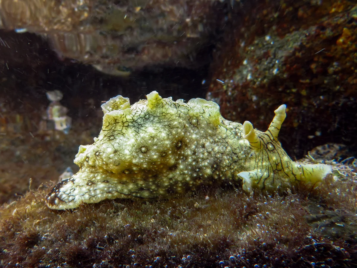 Meet the Sea Hare 