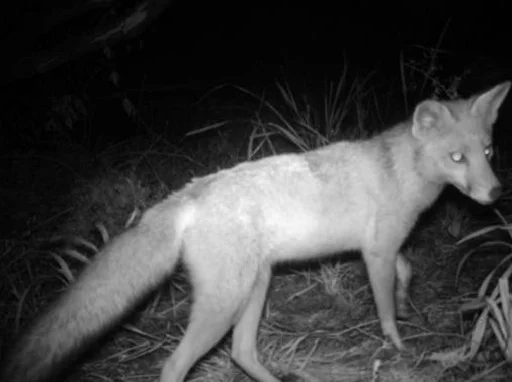 A fox captured at night on a camera trap.