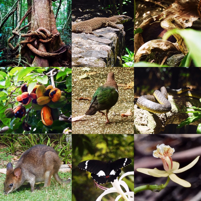 'My Walk' A photo montage of a flora and fauna at Mary Cairncross Scenic Reserve. Sarah Swanton 2024.